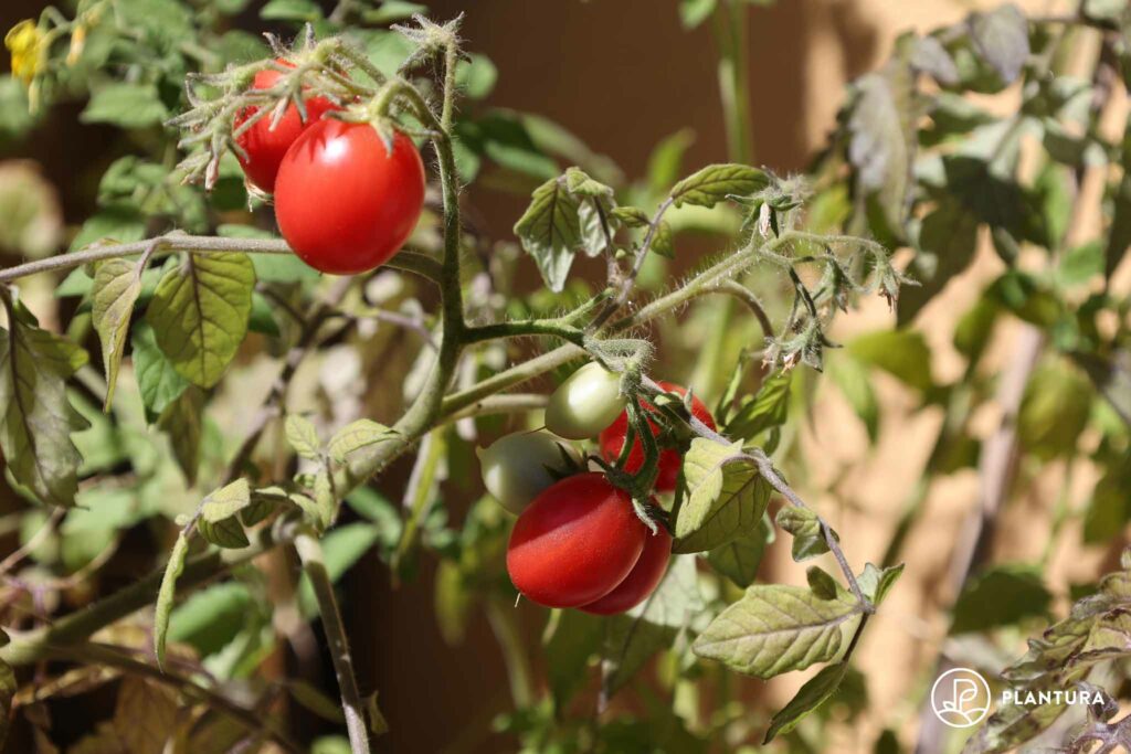 Himbeerrose-Tomate