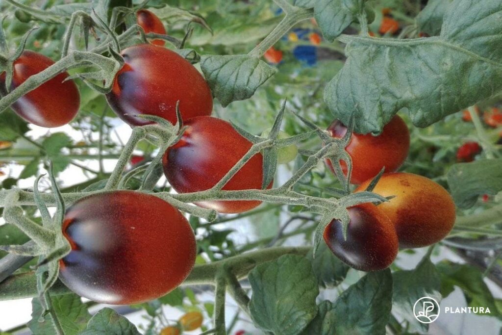 Indigo Kumquat Tomaten