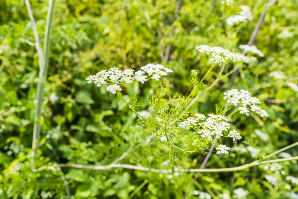 weiße Blüten des knolligen Kälberkopfs