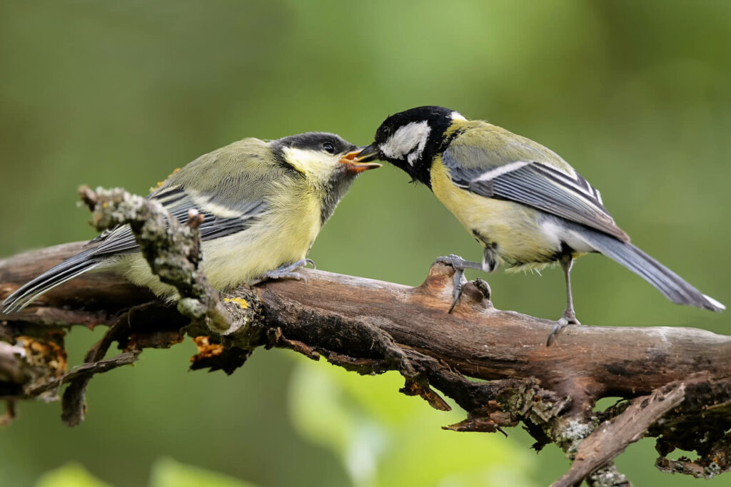 Kohlmeise-Jungvogel mit -Weibchen