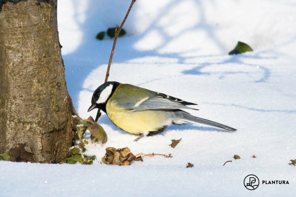 Kohlmeise im Winter