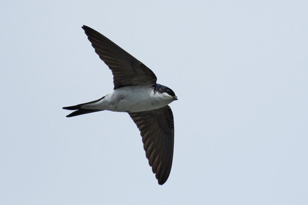Mehlschwalbe im Flug