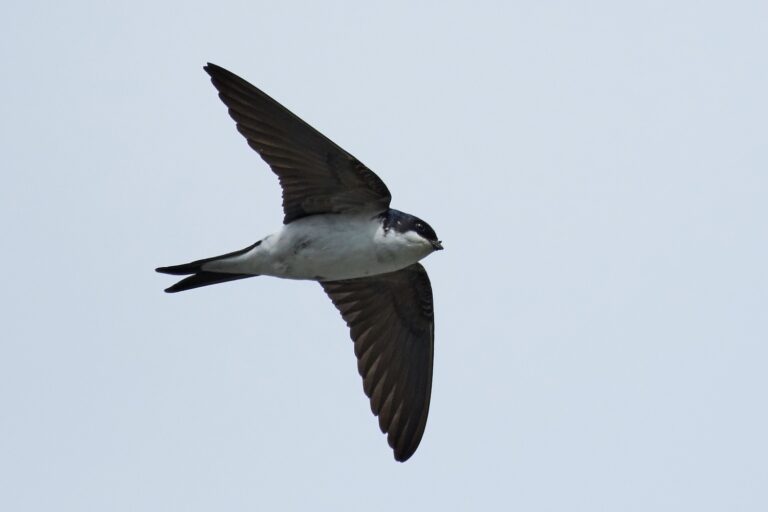 Mauersegler Ruf, Nest, Lebensraum & Co. Plantura