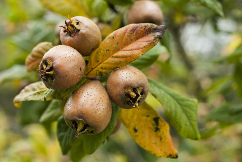Mispel-Früchte am Baum