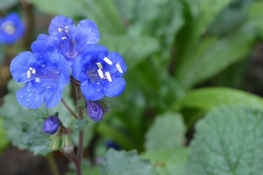 Phacelia Blüte der Sorte Blue Bonnet