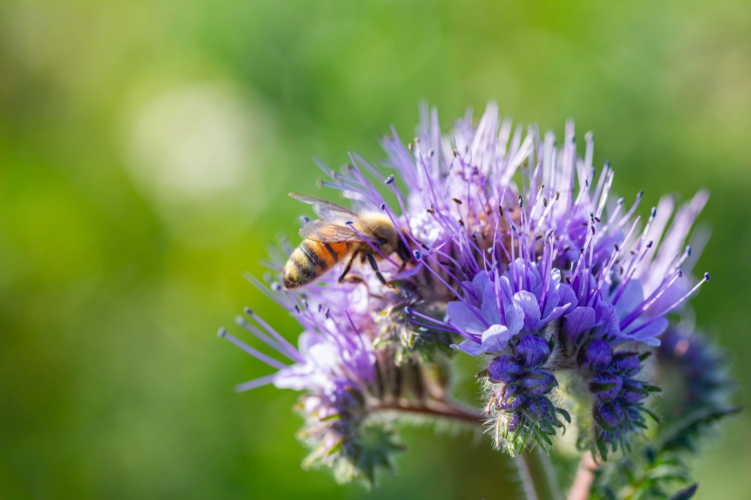 Blumen Garten Bienen Phacelia: Aussaat, Blütezeit & Pflege von Büschelschön