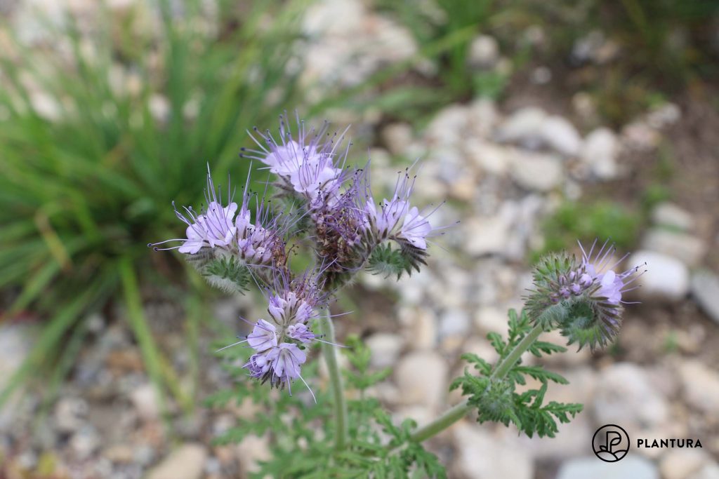 giftige Phacelia