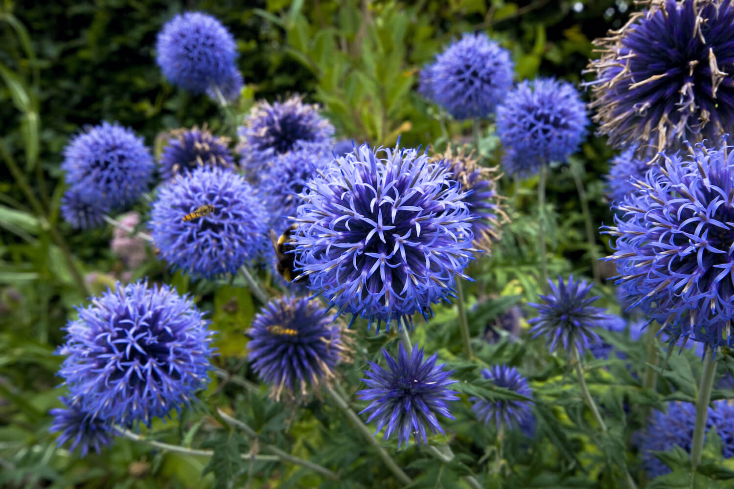 Kugeldistel Pflanzen, Vermehren & Pflegen Plantura