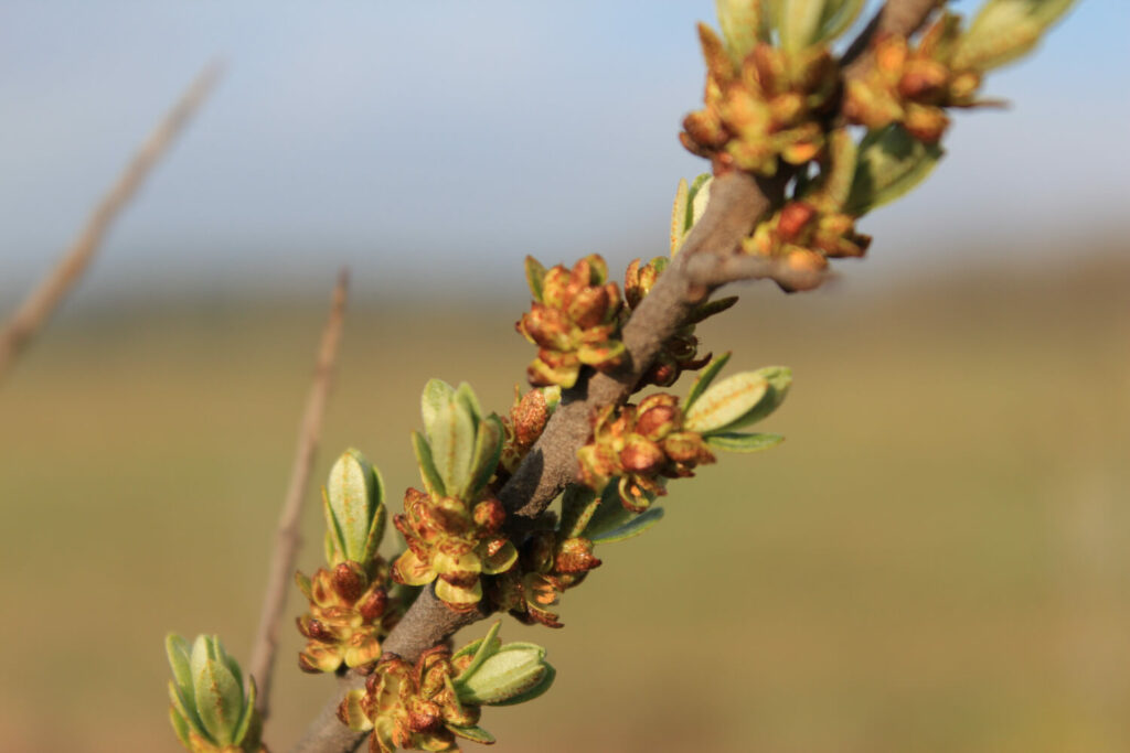 Ast des Sanddorn mit Blüten