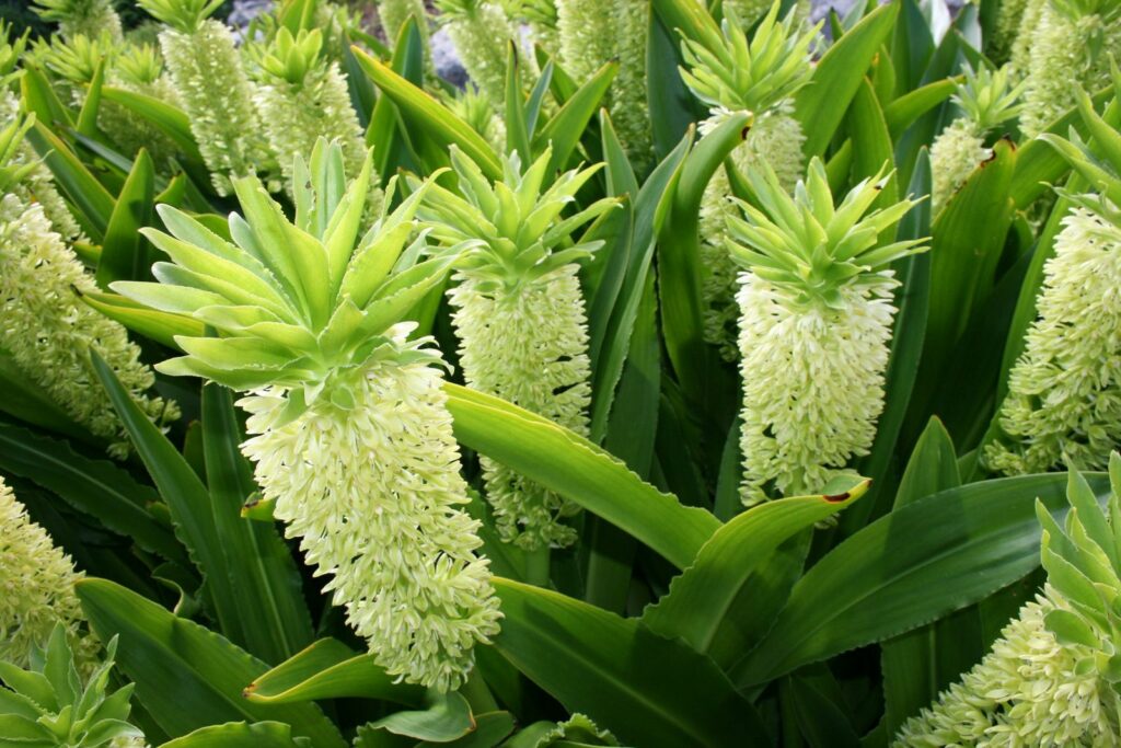 Ananasblumen wachsen in Gruppen