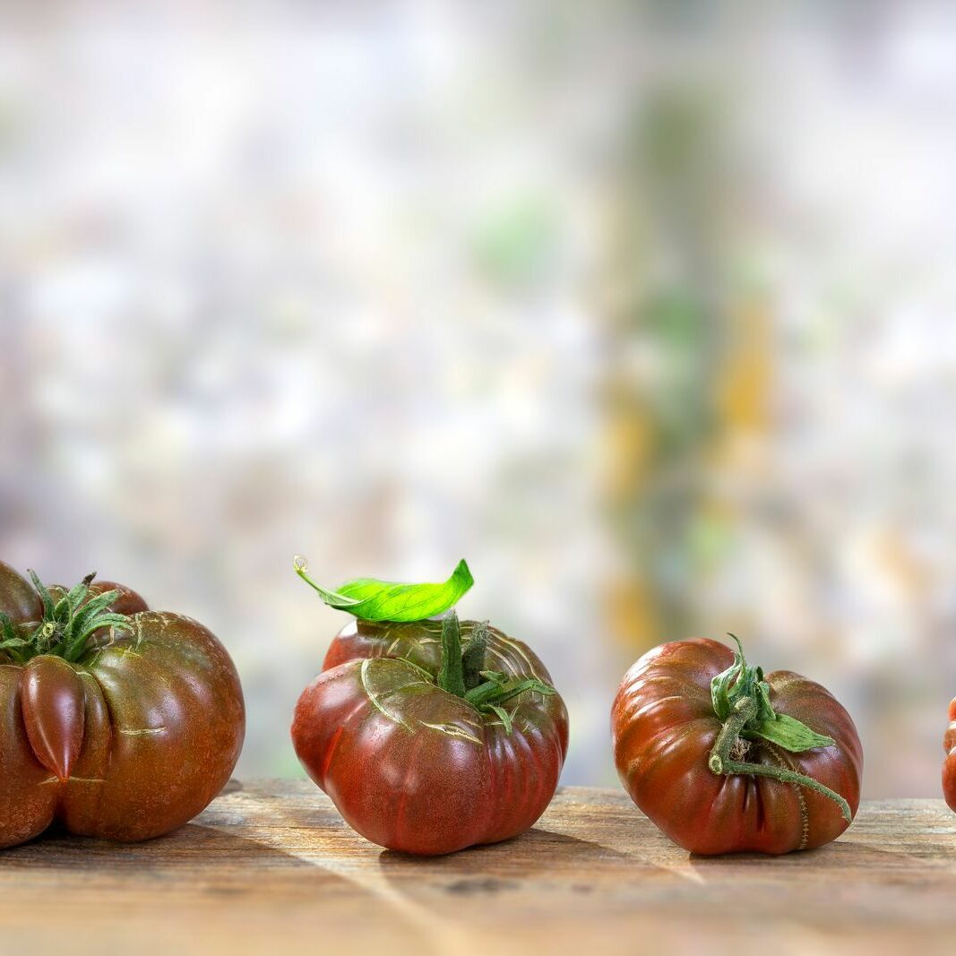 Schwarze von der Krim: Anbau, Pflege & Geschmack der Tomate