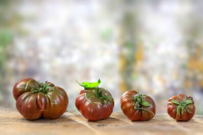 Schwarze von der Krim: Anbau, Pflege & Geschmack der Tomate