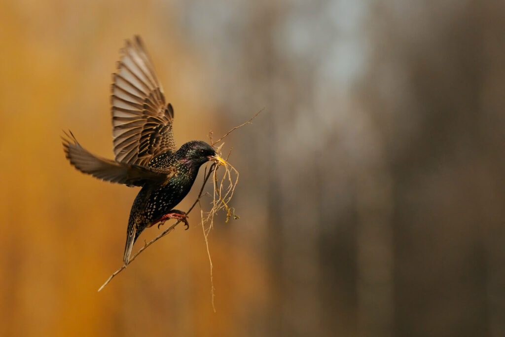 Star-Vogel im Flug
