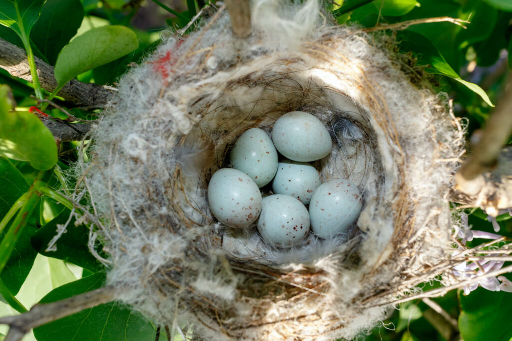 Stieglitz-Nest mit Eiern
