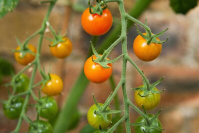 Sungold: So pflanzt & pflegt man die Tomatensorte