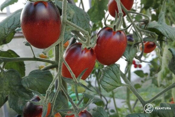 Indigo Kumquat: So pflanzt & pflegt man die Tomate