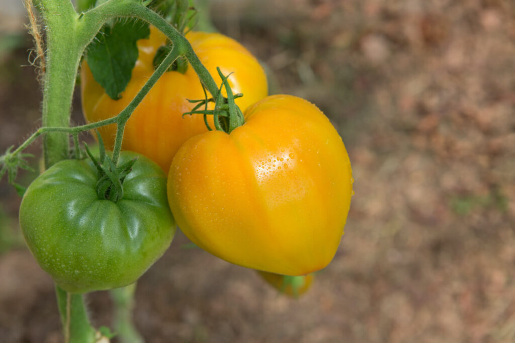 Gelbe Früchte der Orange Russian Tomate