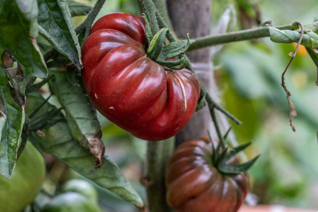 Fleischtomaten Purple Calabash