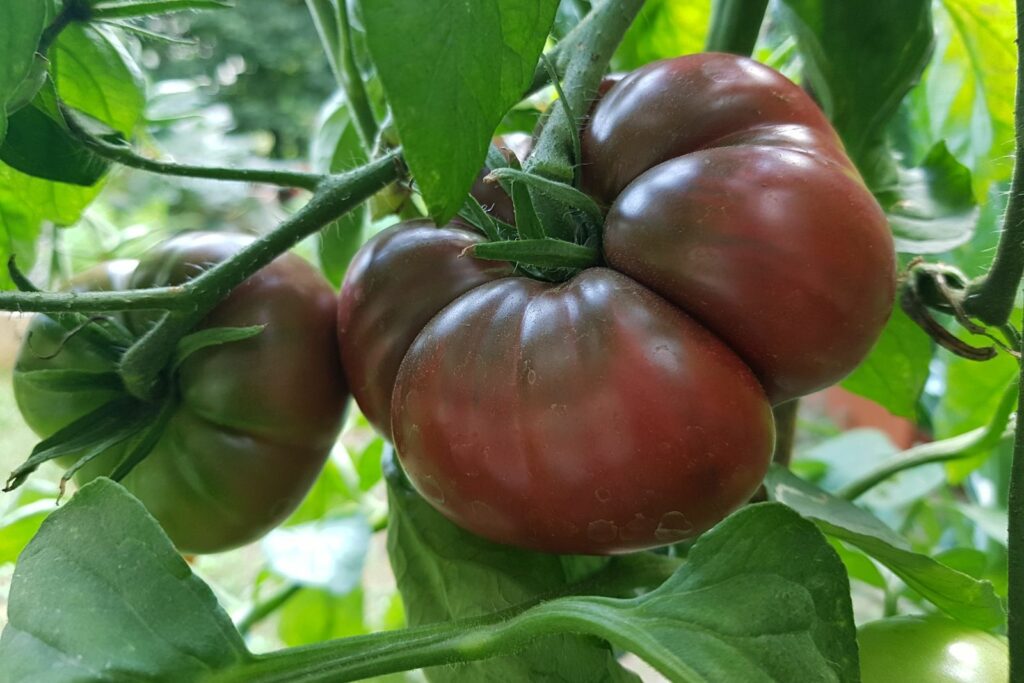 Schwarze von der Krim Tomate an der Pflanze