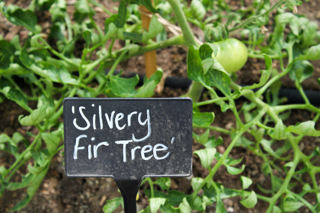 Tomate Silbertanne mit Schild 'Silvery Fir Tree'