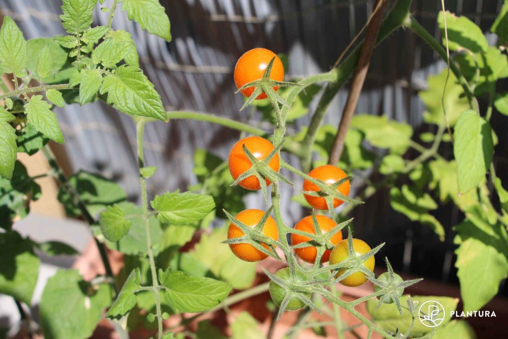 Sungold Cherrytomaten