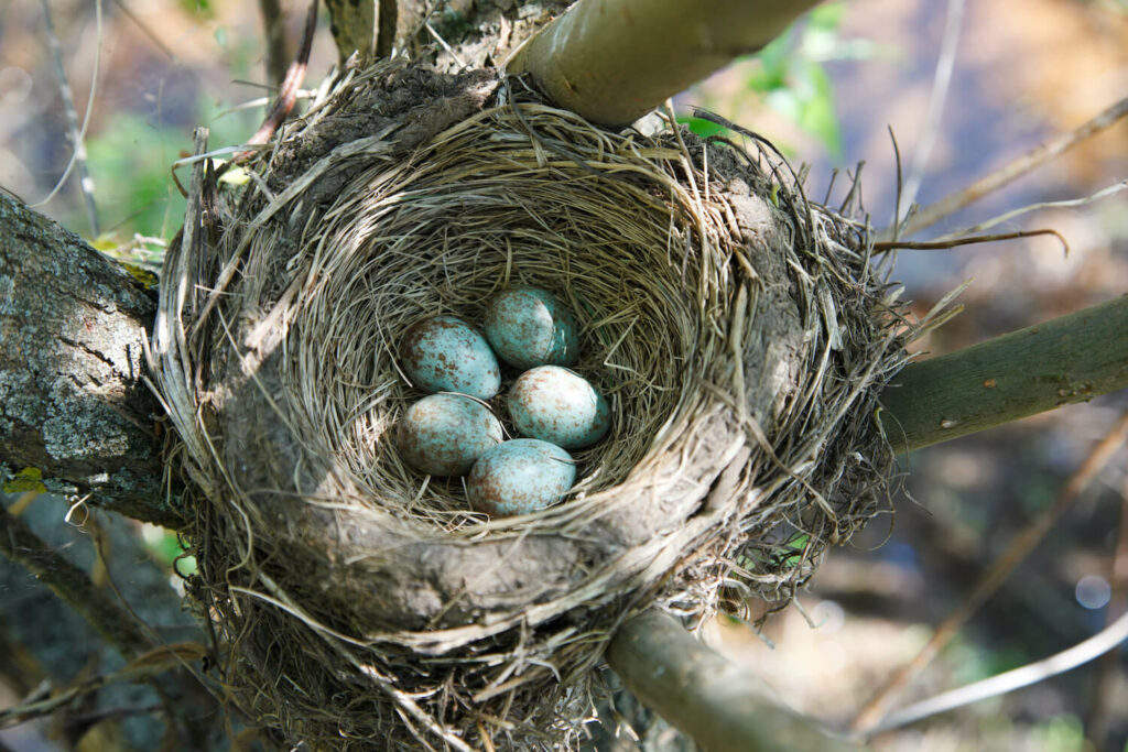 Wacholderdrossel-Nest mit Eiern