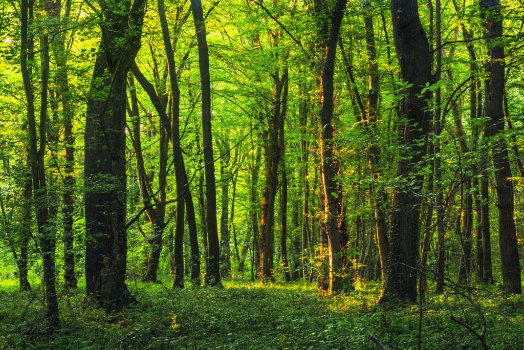 Bäume strukturieren den Waldgarten 