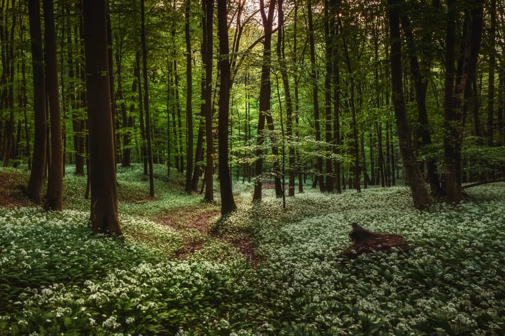 Traumhafte Natur: der Wald