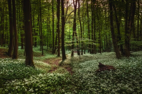 Waldgarten anlegen: Tipps zur Gestaltung & die besten Pflanzen