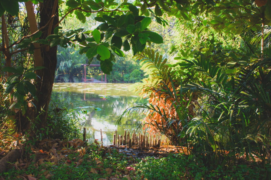 Teich in einem natürlichen Garten