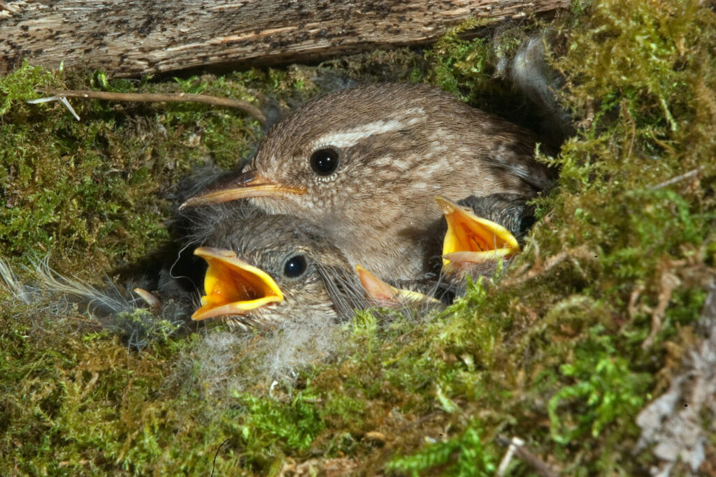 Zaunkönig-Babies im Nest