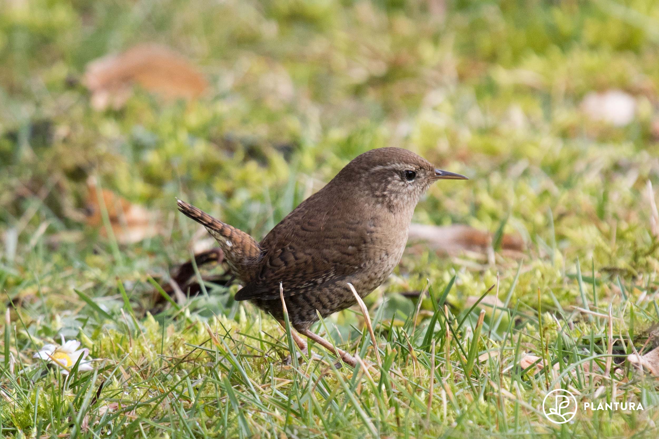 Zaunkönig: Nest, Brutzeit & Bilder in unserem Steckbrief
