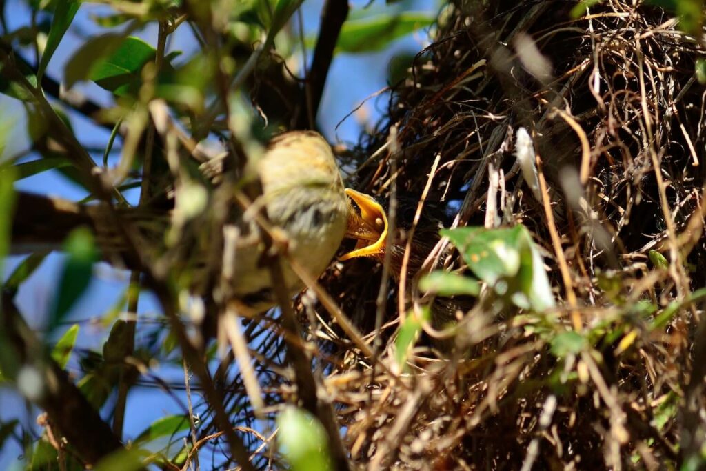 Fütterung des Zilpzalp-Babys im Nest