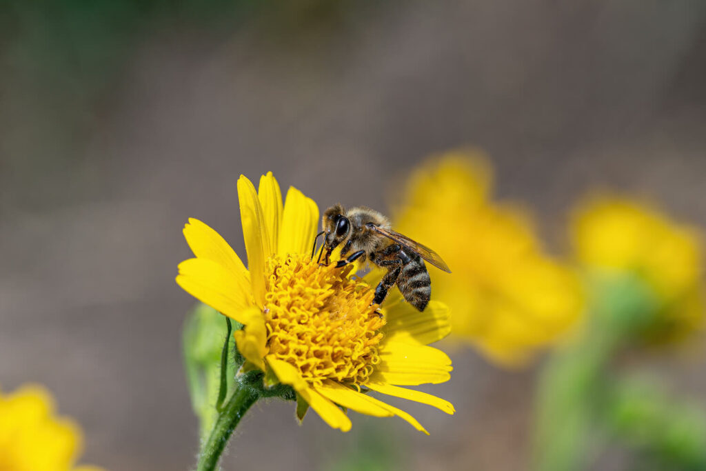 Biene auf Arnika