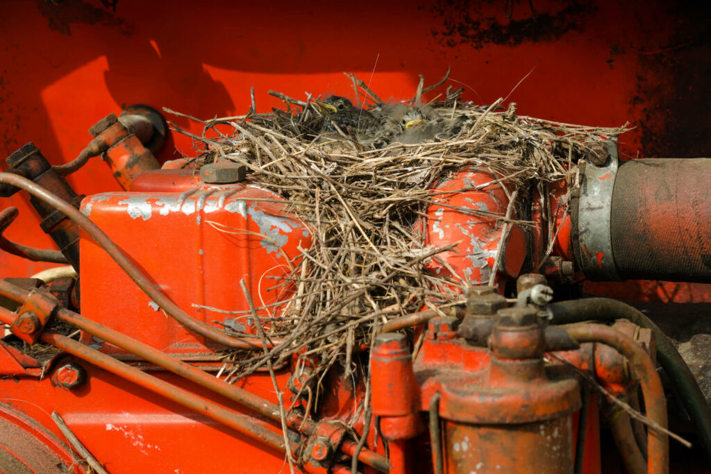 Bachstelze-Nest auf Traktor