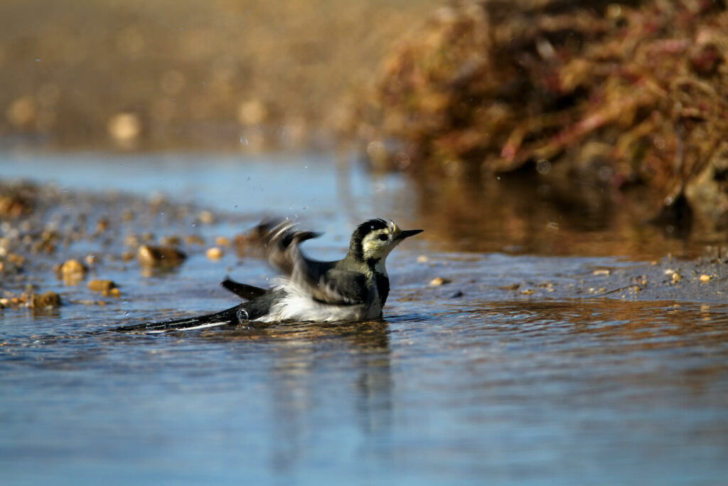 Bachstelze im Wasser