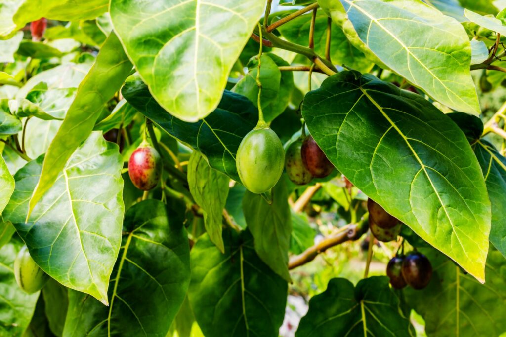 Tamarillo-Blätter und unreife Früchte