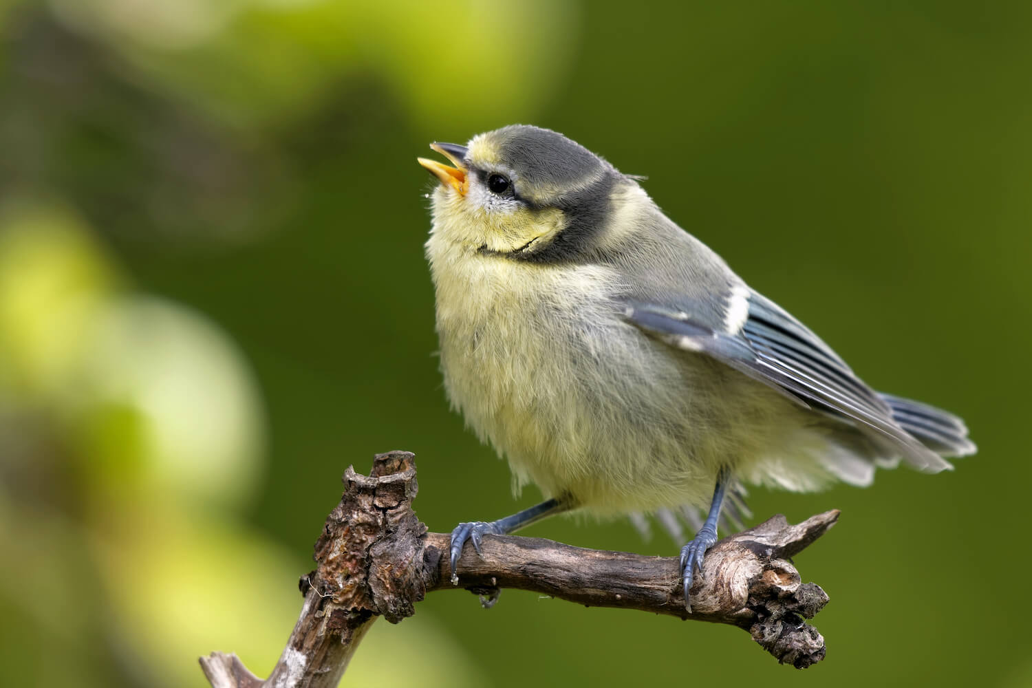 Blaumeise: Brutzeit, Bilder & Co. im Steckbrief - Plantura