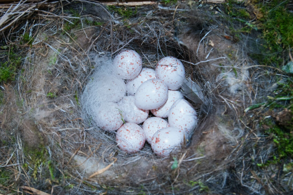Blaumeise-Eier im Nest