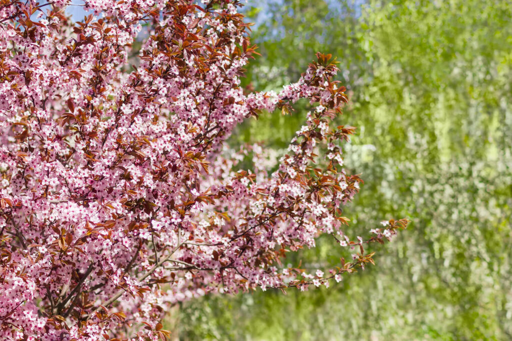 Blutpflaumen-Baum in Blüte