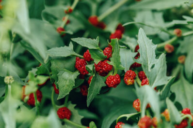 Erdbeerspinat: Sorten, Anpflanzen, Ernte und mehr