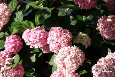Bauernhortensie: Pflanzen, Pflegen & die besten Sorten