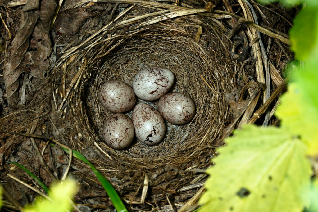 Goldammer-Eier im Nest