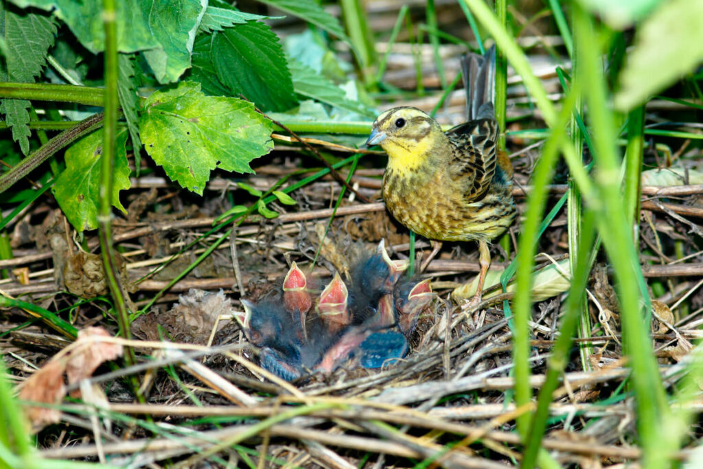 Goldammer-Babys im Nest