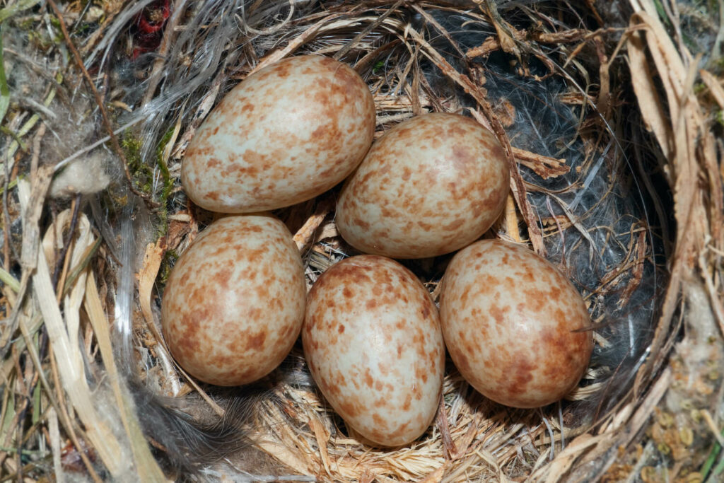 Grauschnäpper-Eier im Nest