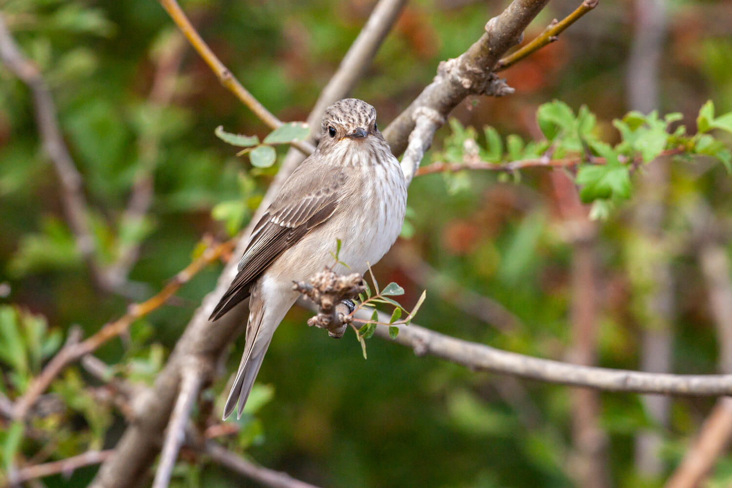 Grauschnäpper: Gesang, Nest, Jungvogel & Co.