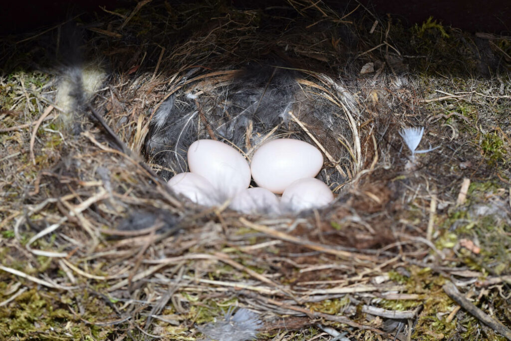 Hausrotschwanz-Eier im Nest
