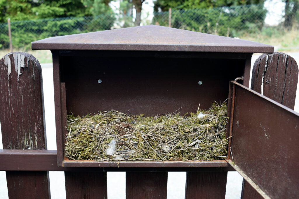 Hausrotschwanz-Nest in Briefkasten