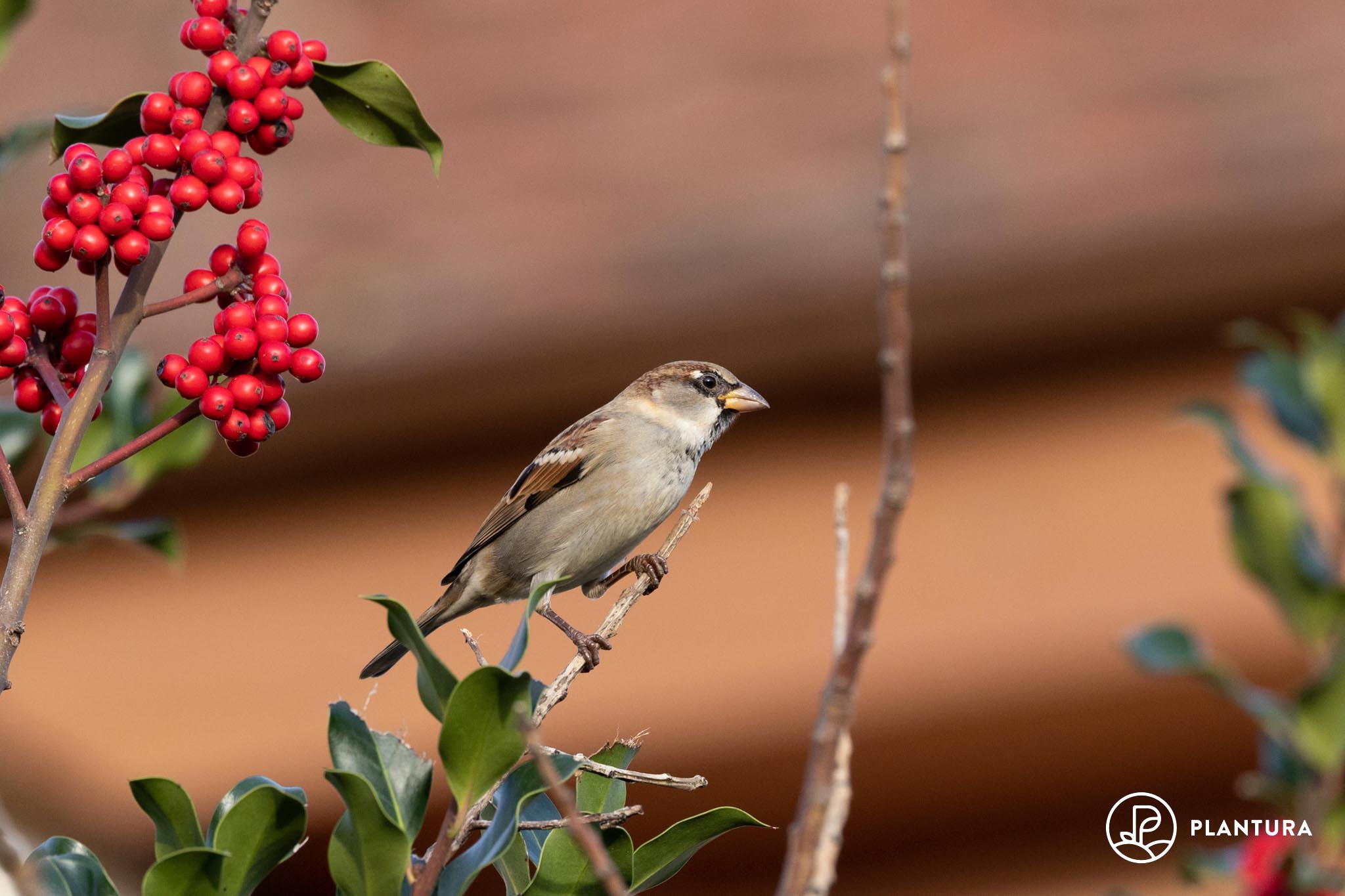 Haussperling: Aussehen, Nest, Jungvogel & mehr im Steckbrief