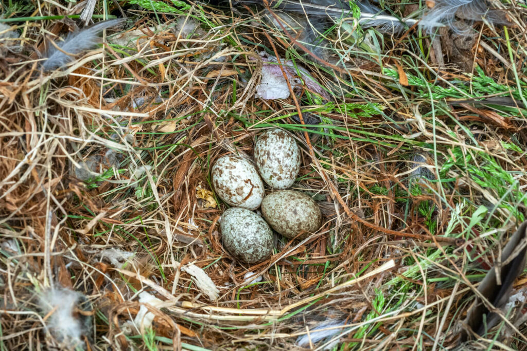 Haussperling-Eier im Nest
